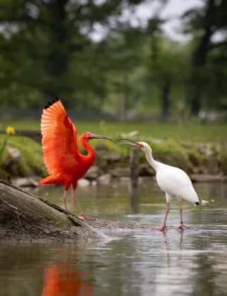 Ibis spectacle d'oiseaux