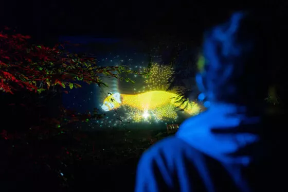 Nocturne animal panda roux totem