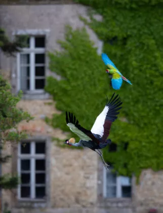 Spectacle d'oiseaux 25