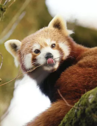 Panda roux nouvelle femelle 5