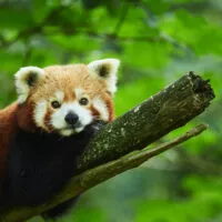 Panda roux L. Rannou