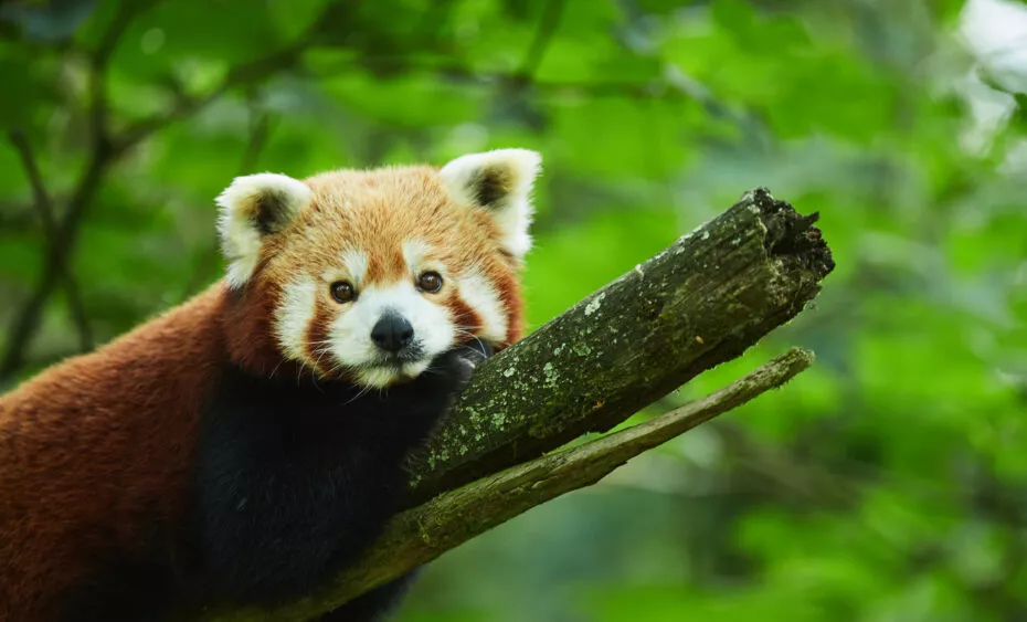 Panda roux L. Rannou