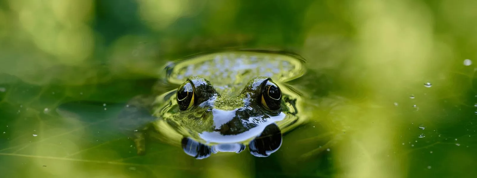 photo grenouille