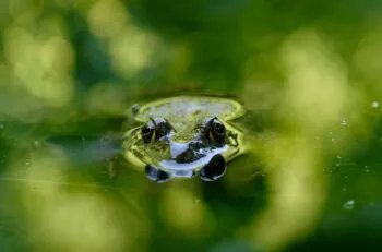 photo grenouille