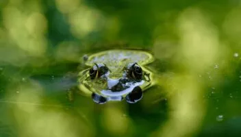 photo grenouille