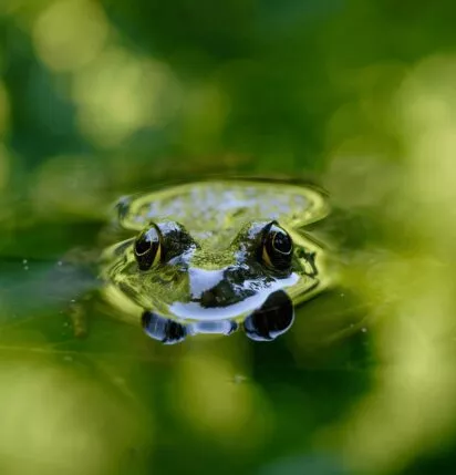 photo grenouille