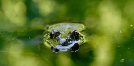 photo grenouille