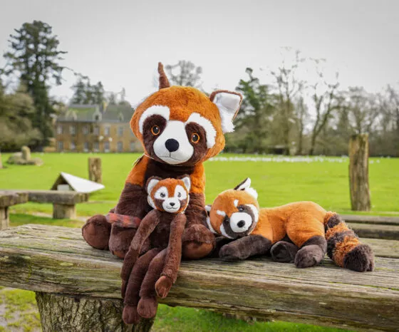 Peluches panda roux