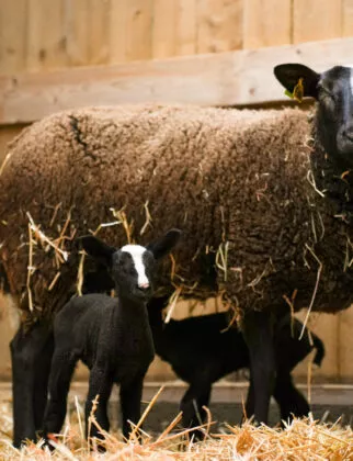 Mouton Zwartbles naissance 2026