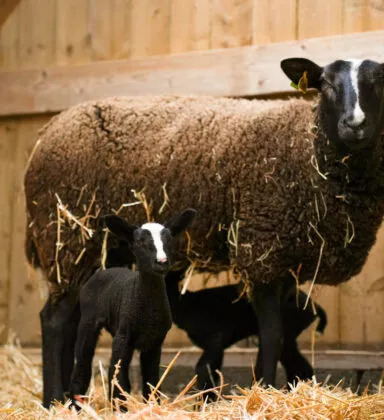 Mouton Zwartbles naissance 2026