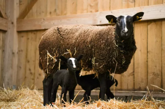 Mouton Zwartbles naissance 2026