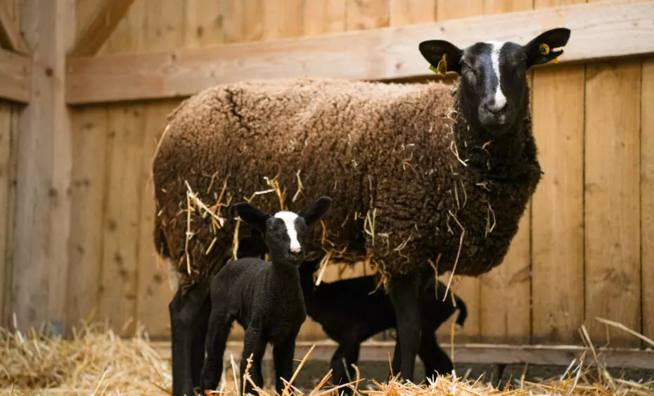 Mouton Zwartbles naissance 2026