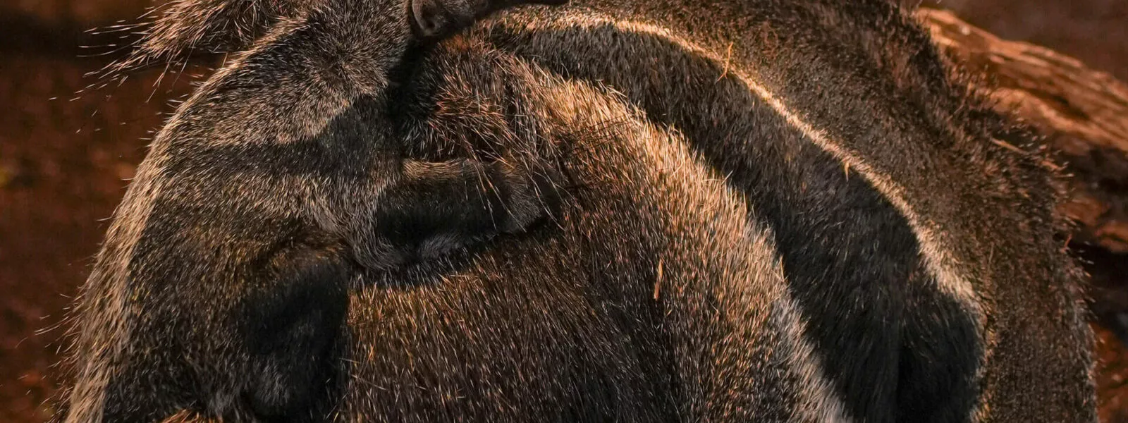 Naissance fourmilier geant 2026 2