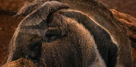 Naissance fourmilier geant 2026 2