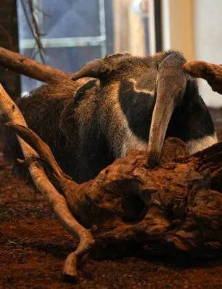 Naissance fourmilier geant 2026 3