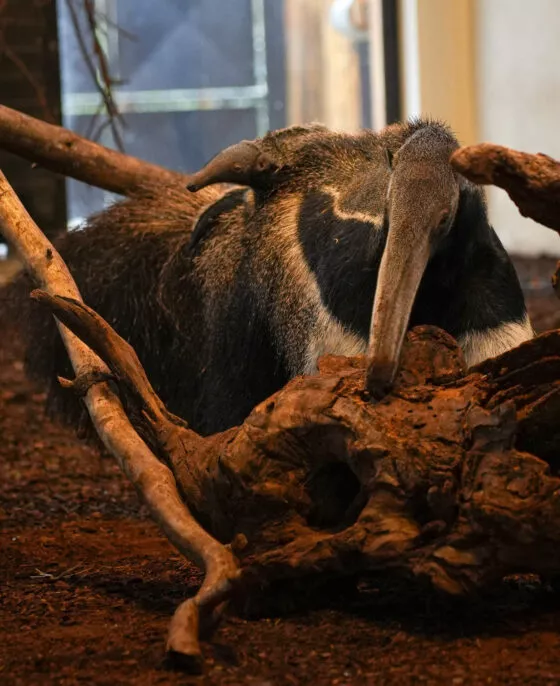 Naissance fourmilier geant 2026 3