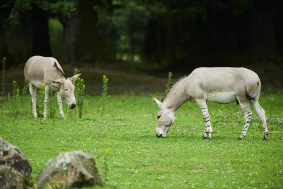 Ane de somalie plaine desert