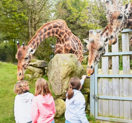 Colonie de vacances avec animaux