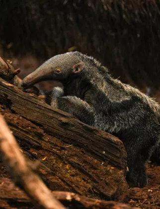 bébé fourmilier géant 2026 naissance rare