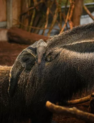 fourmilier geant naissance 2026