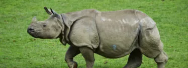 rhinoceross indien déplacement