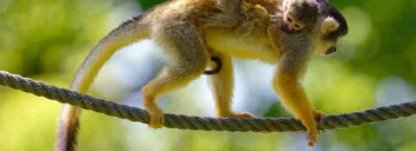 Saimiri a tete noire