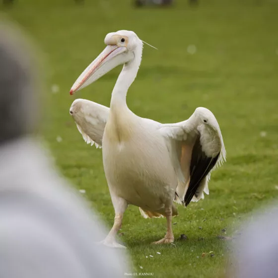 pélican spec oiseaux