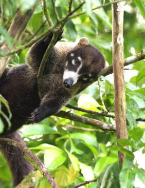 Coati a nez blanc istock
