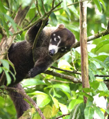 Coati a nez blanc istock