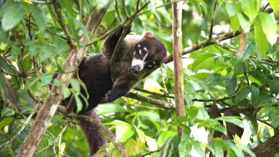 Coati a nez blanc istock