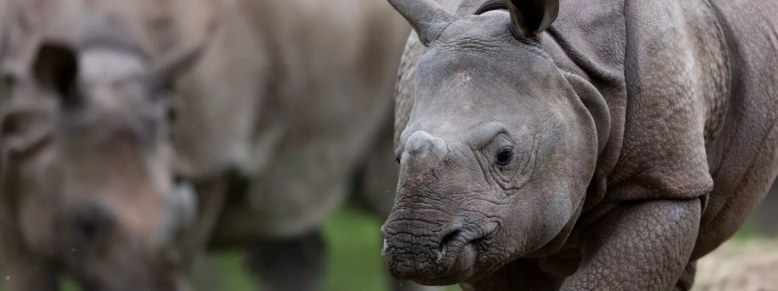 sonai rhinoceros indien