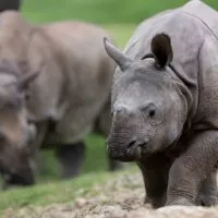 sonai rhinoceros indien