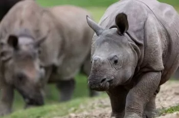 sonai rhinoceros indien