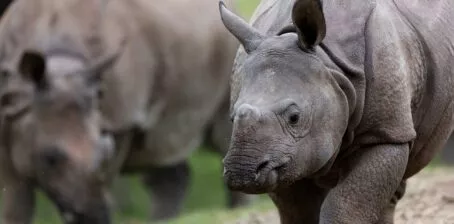 sonai rhinoceros indien