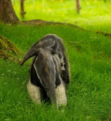 bébé fourmilier 2026 5