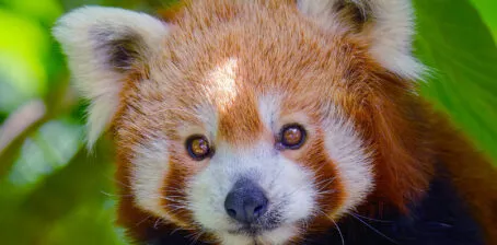 panda roux vue de face