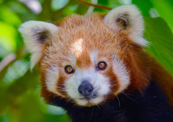 panda roux vue de face