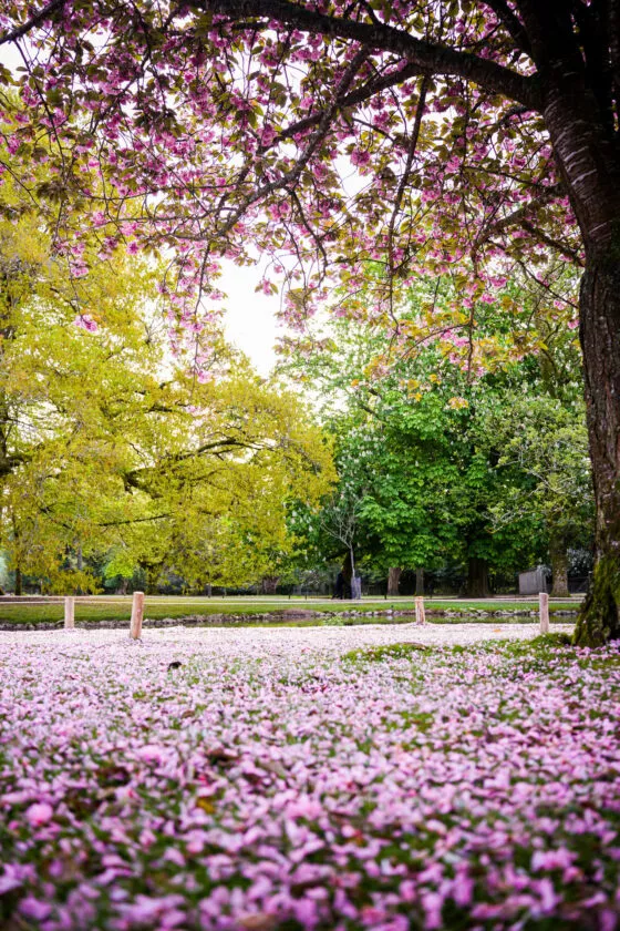 Botanique branfere