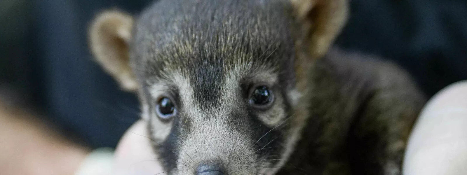 naissance coati branfere