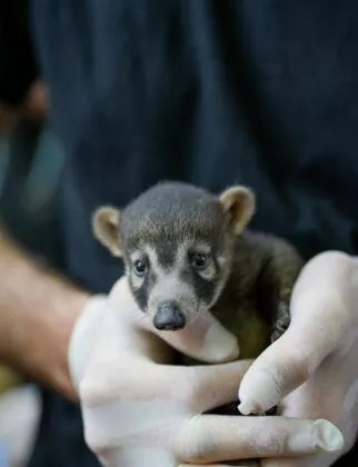 bébé coati à nez blanc 2026