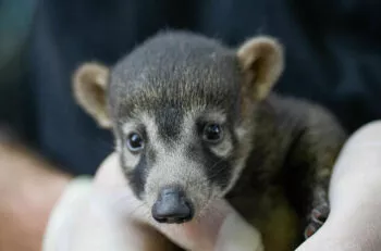 naissance coati branfere