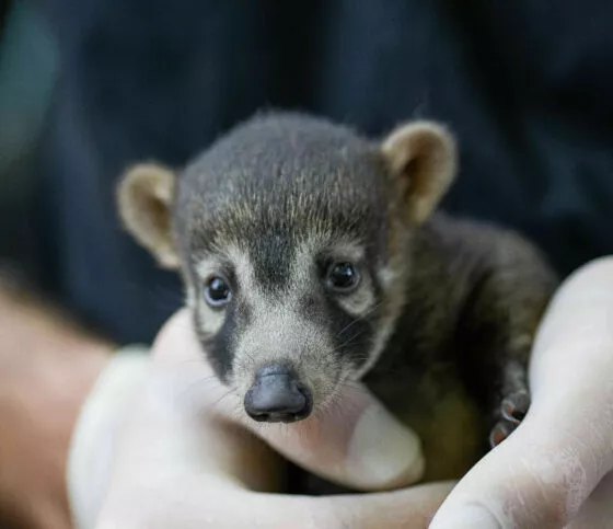 naissance coati branfere