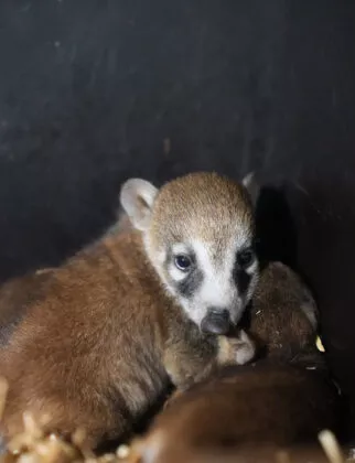bébé coati à nez blanc 2026 2