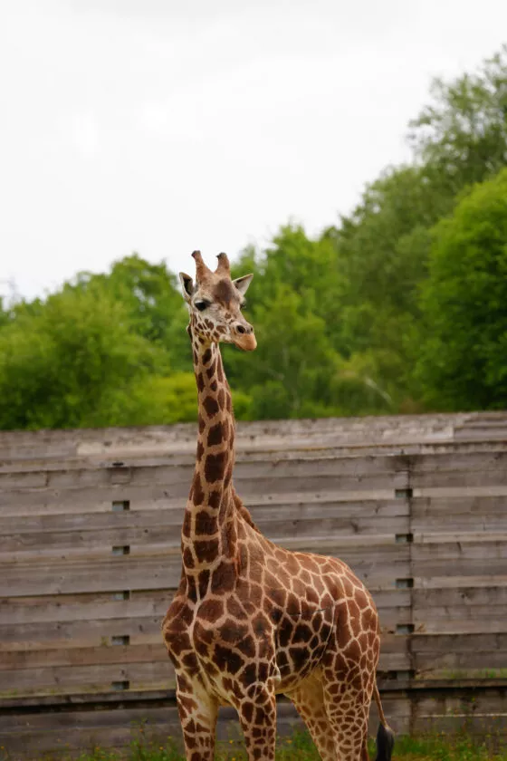 girafe berti 2