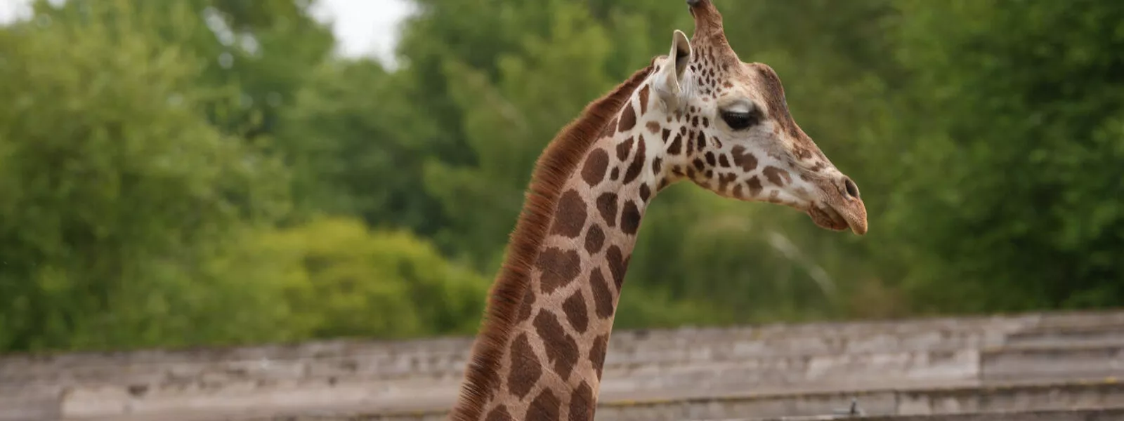 girafe berti