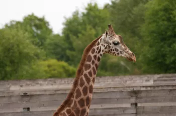 girafe berti