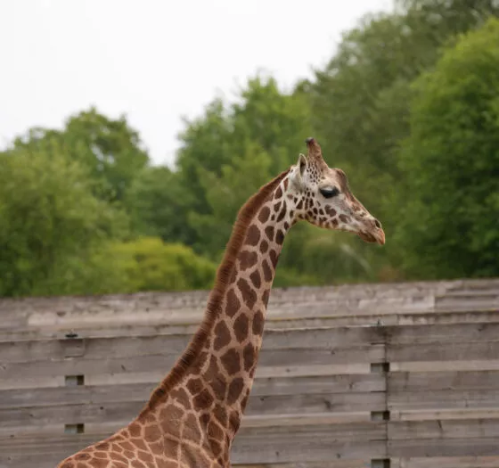 girafe berti