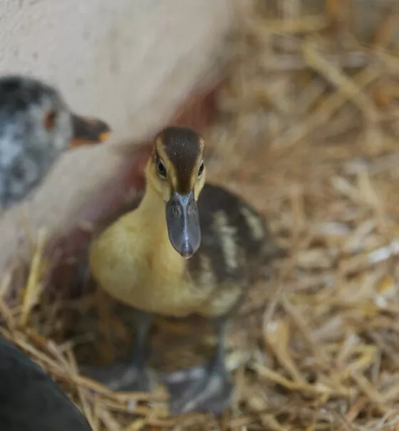 bébé canard à ailes blanches 2026