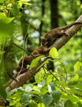 coatis et bébés