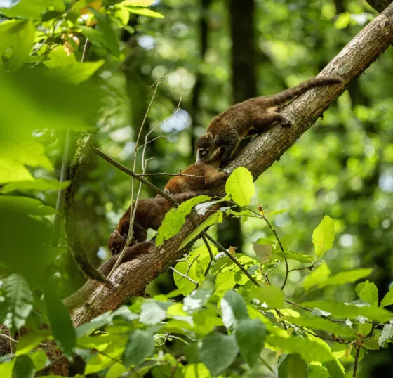 coatis et bébés